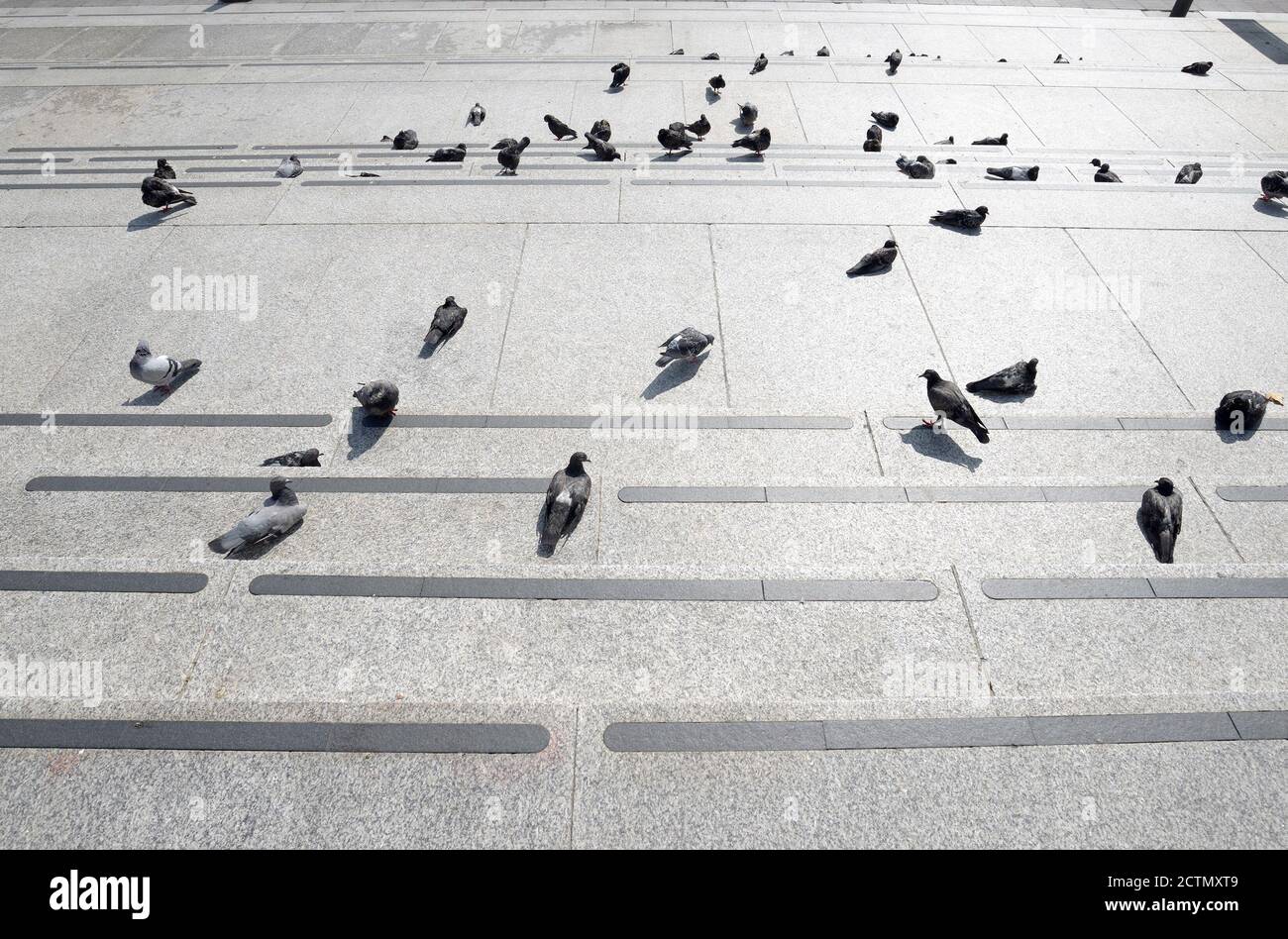 Londra, Inghilterra, Regno Unito. Trafalgar Square - piccioni sui gradini giù dal National galler Foto Stock