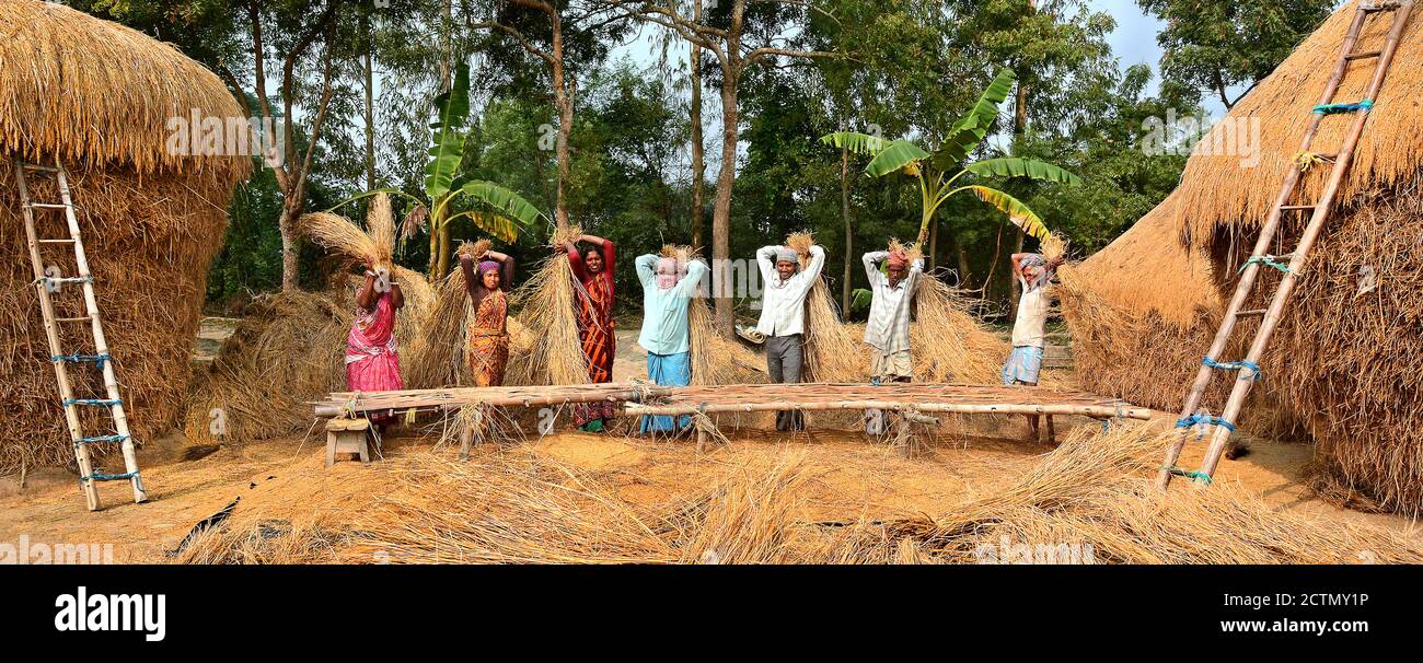 Il remoto villaggio di agricoltori indiani che utilizzano la tecnica tradizionale per la produzione di riso raccolto. La raccolta è fatta a Sundarban, Bengala Occidentale . Foto Stock