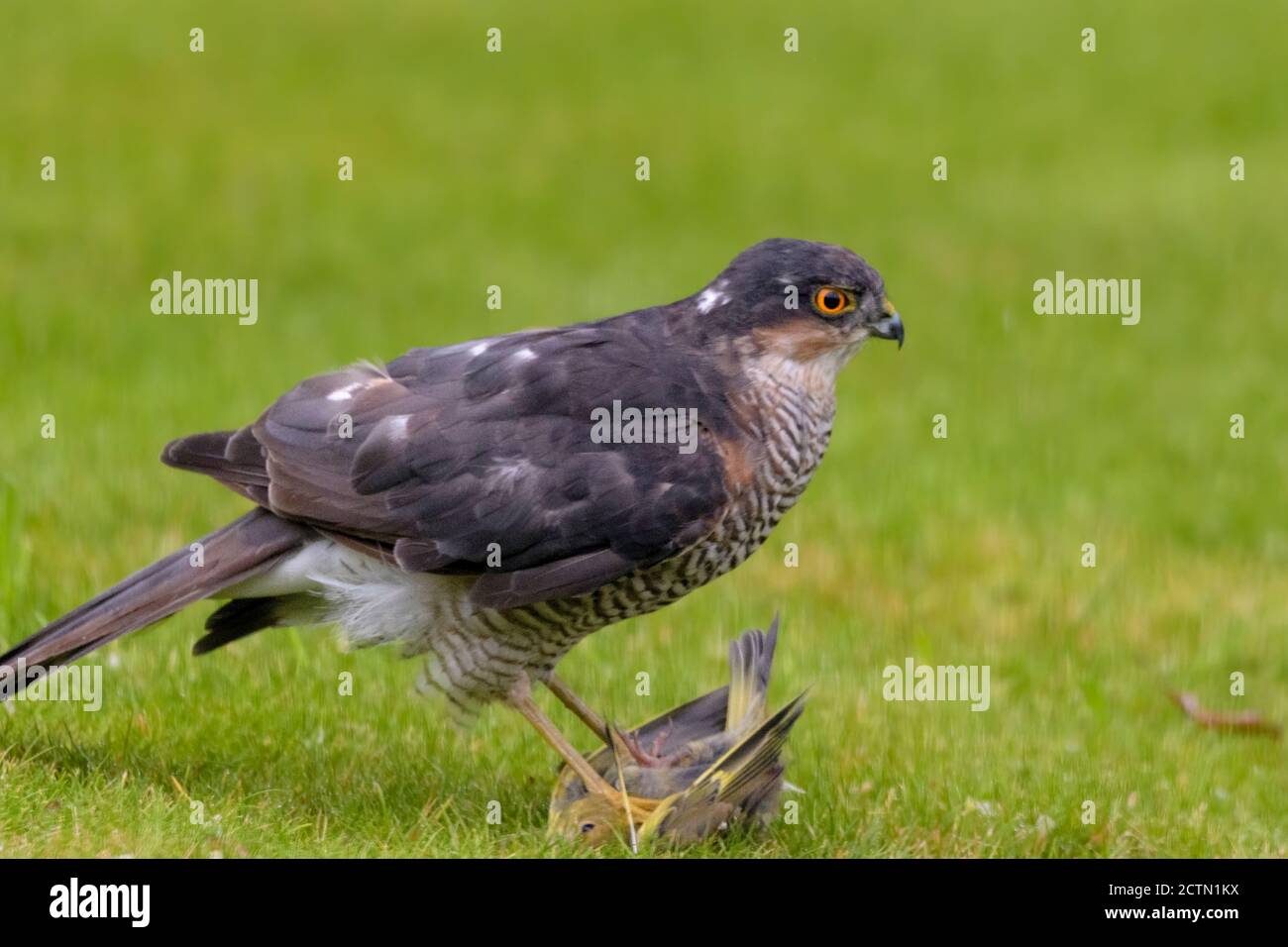 Un Sparrowwawk in un giardino suburbano che ha appena catturato la sua preda, un verdino Foto Stock