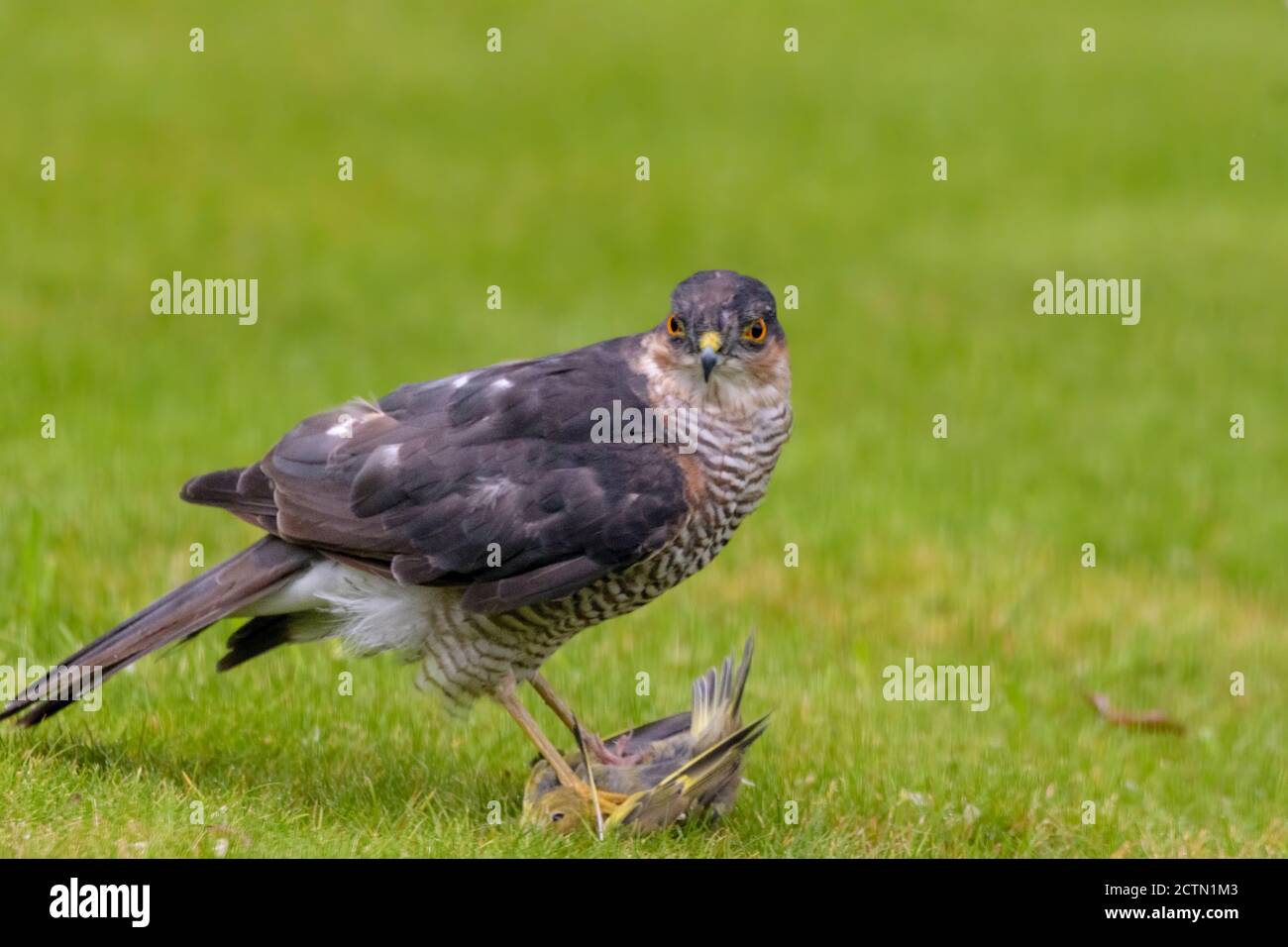 Un Sparrowwawk in un giardino suburbano che ha appena catturato la sua preda, un verdino Foto Stock