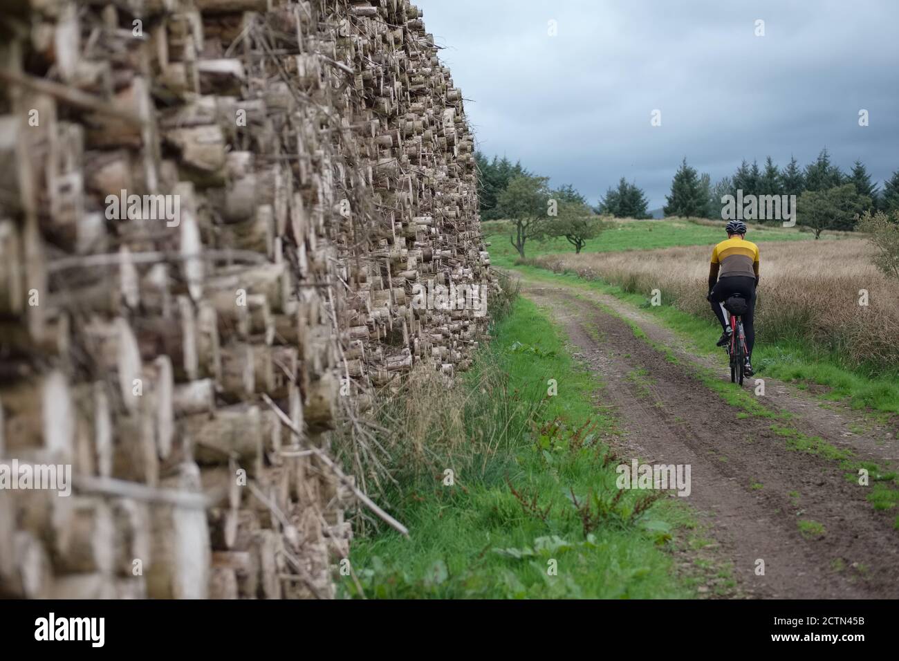 Ciclista su una pista sterrata che passa accanto a una gigantesca pila di tronchi vicino a Galloway Forest Park, Scozia Foto Stock