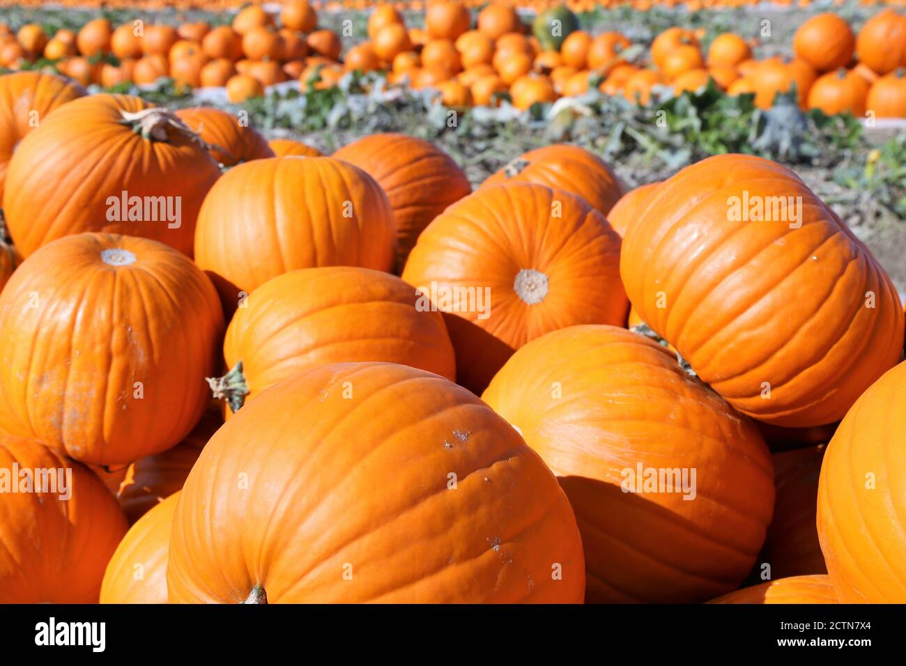 Zucche, pezzetti di zucca Foto Stock