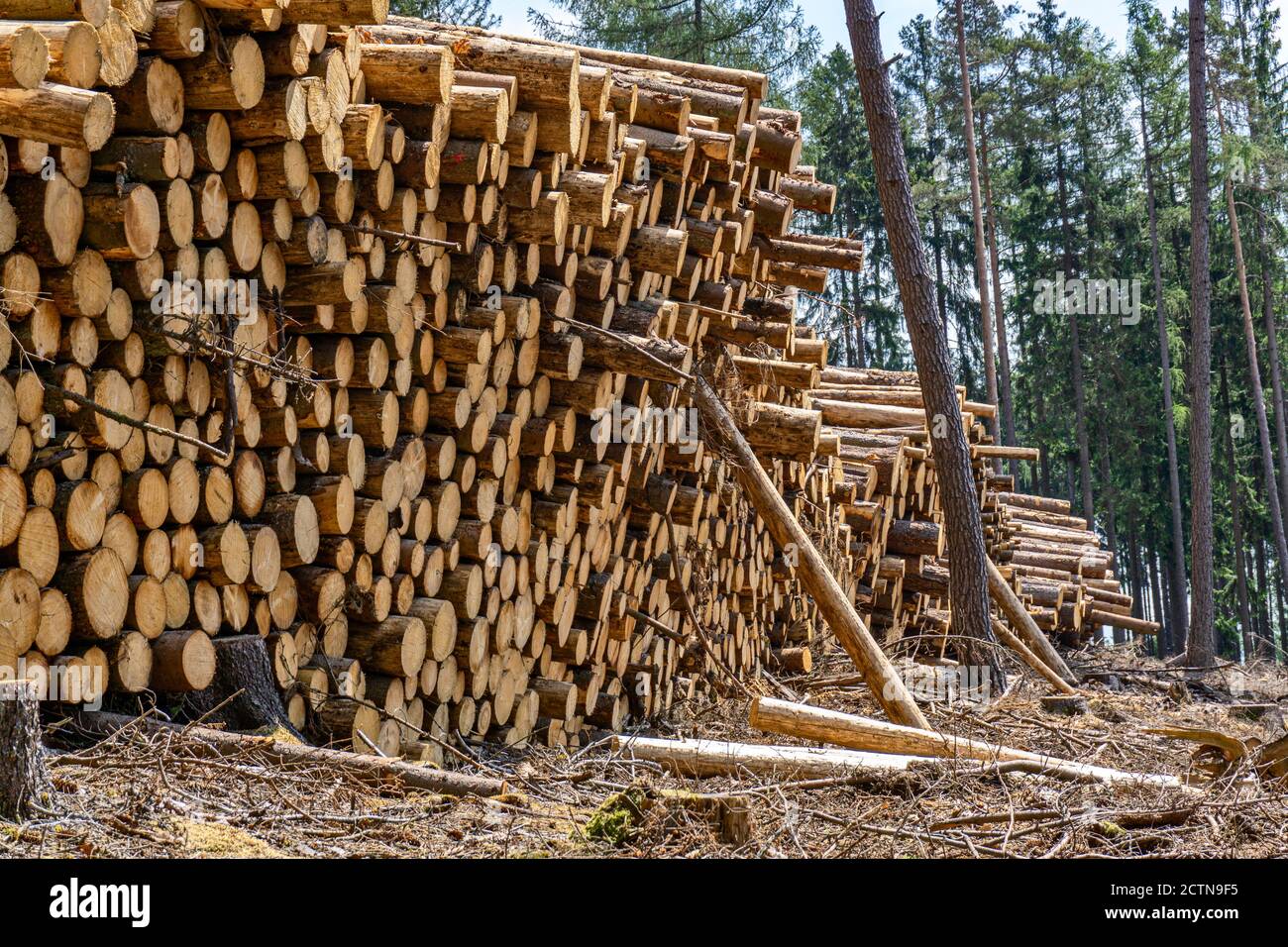 Tronchi accatastati da spruche in fiocchi nel Taunus (Germania) vicino Oberursel Foto Stock