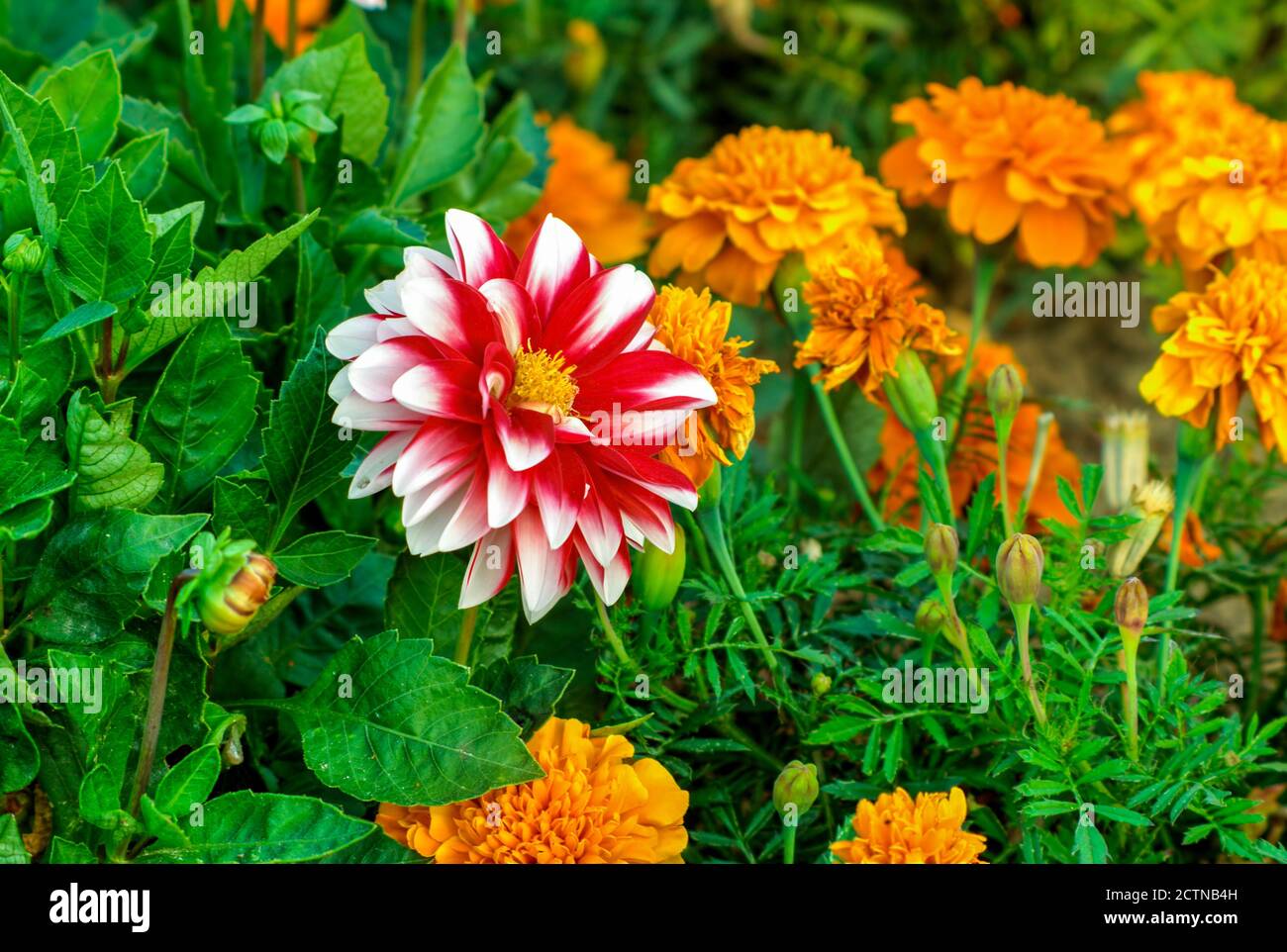 Dahlia, Georgia (caverne di Dahlia) Un fiore con petali rosso-bianchi, in piena fioritura contro altri fiori Foto Stock