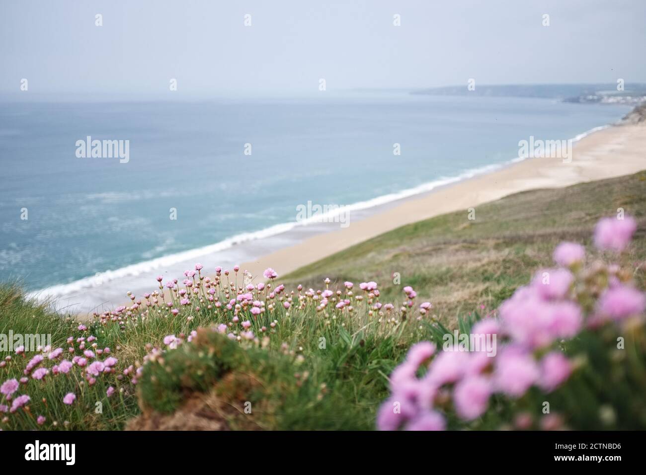 Il mare rosa fiorisce sulle scogliere sopra Loe Beach, vicino a Porthleven, Cornovaglia Foto Stock