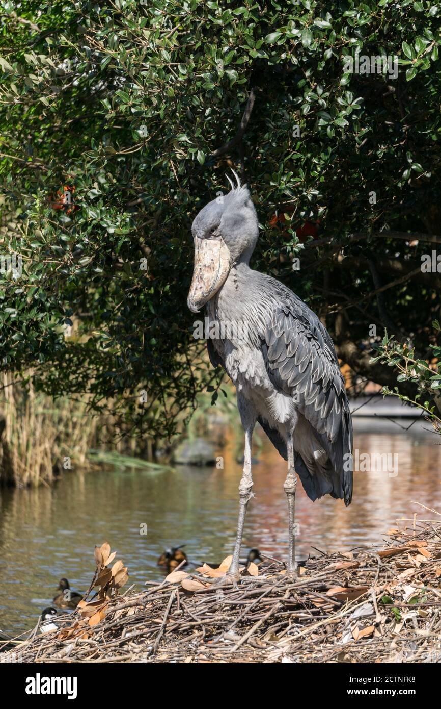 Shoebill o Shoe-fattura Stork (Balaeniceps rex), un grande uccello grigio cicogna-simile, preso a Kobe Animal Kingdom, Kobe, Giappone Foto Stock