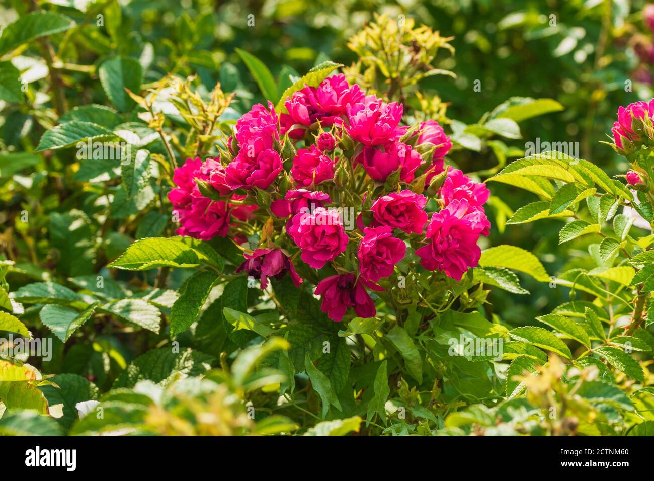 Un bouquet naturale di boccioli di fiori luminosi di colore fucsia. Foto Stock