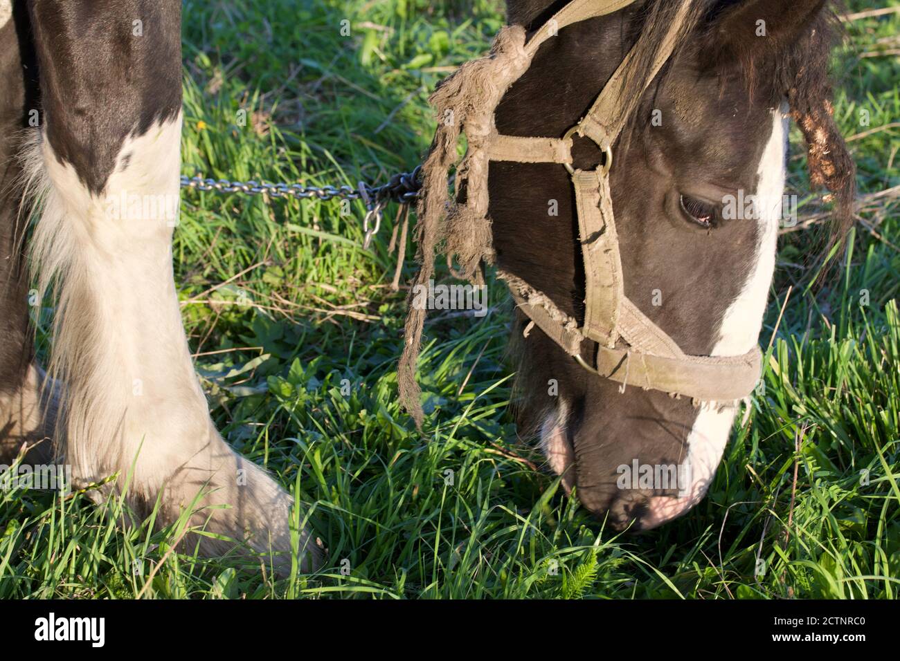 Il cavallo sta pascolando nel prato. Gnaws su erba verde. Primo piano della testa. Foto Stock