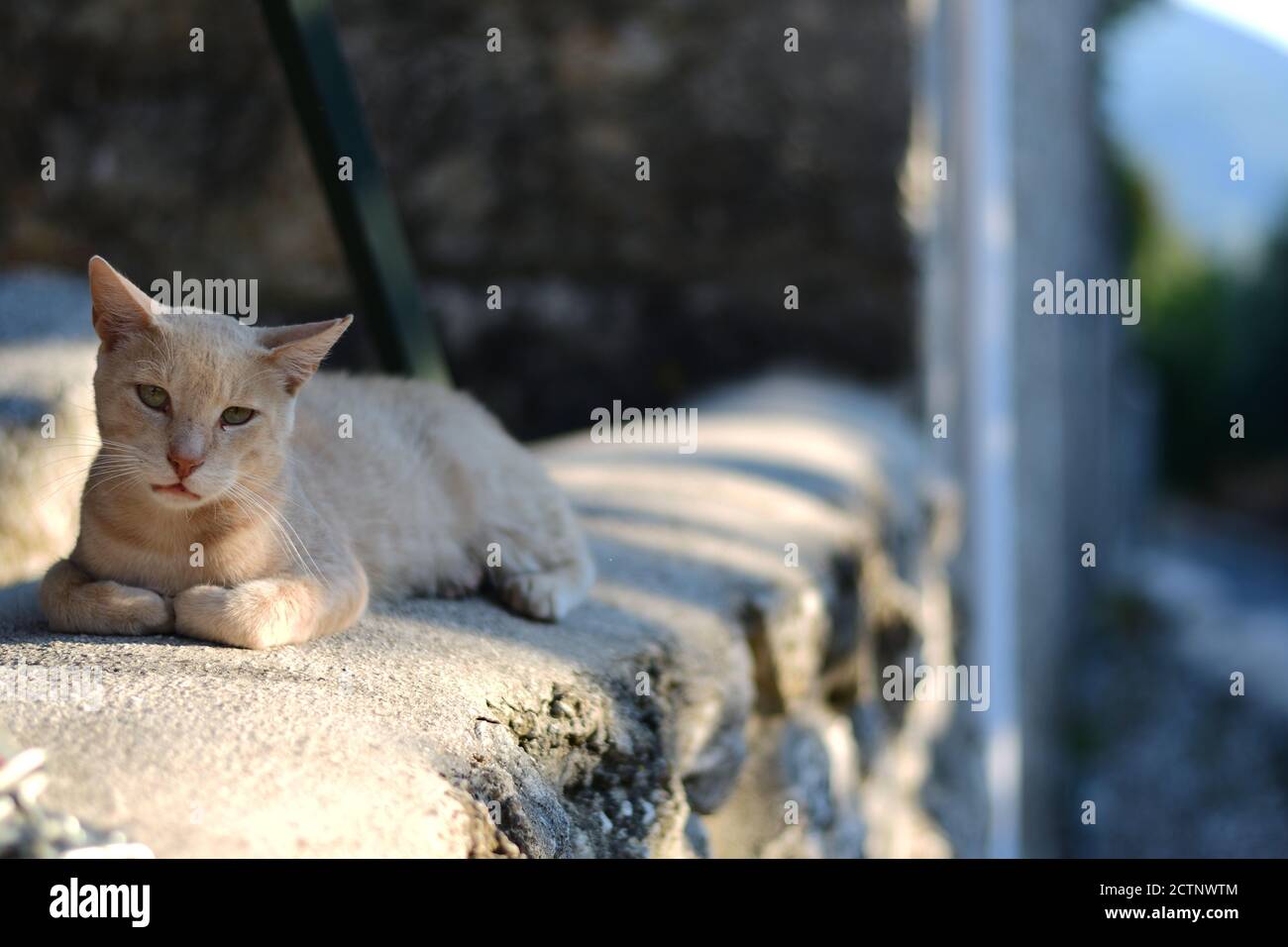 Gatto randagio in posa per una fotografia a Lefkada, Grecia Foto Stock