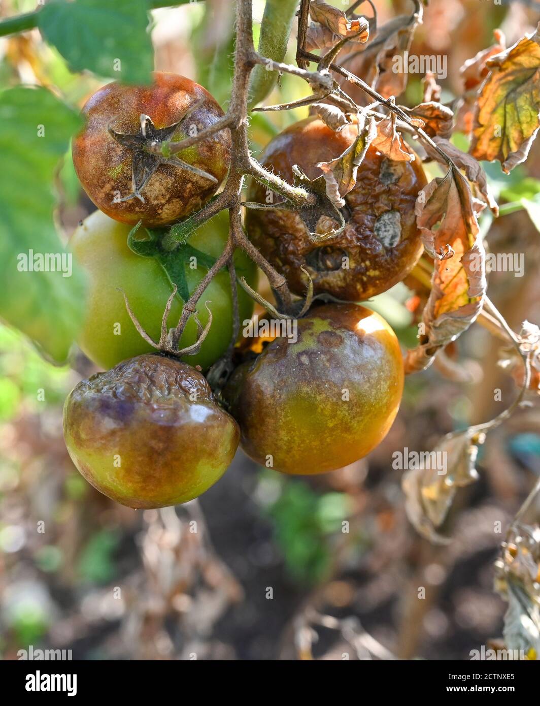 Pomodori coltivati all'aperto sofferenti di zombino di pomodoro - zombino di pomodoro è una malattia causata da un organismo simile a un fungo che si diffonde rapidamente nel fogliame Foto Stock