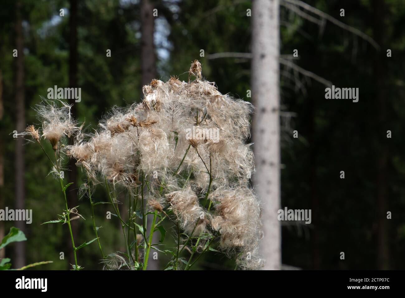 Primo piano di semi di un cardo strisciante, chiamato anche Arvense Cirsium o Acker Kratzdistel Foto Stock