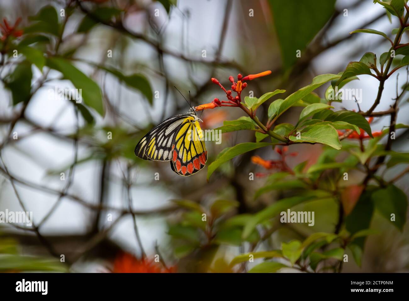 Una comune Jezebel (Delias eucharis) farfalla, si sta nutrendo su nettare da alcuni fiori nel giardino. Foto Stock