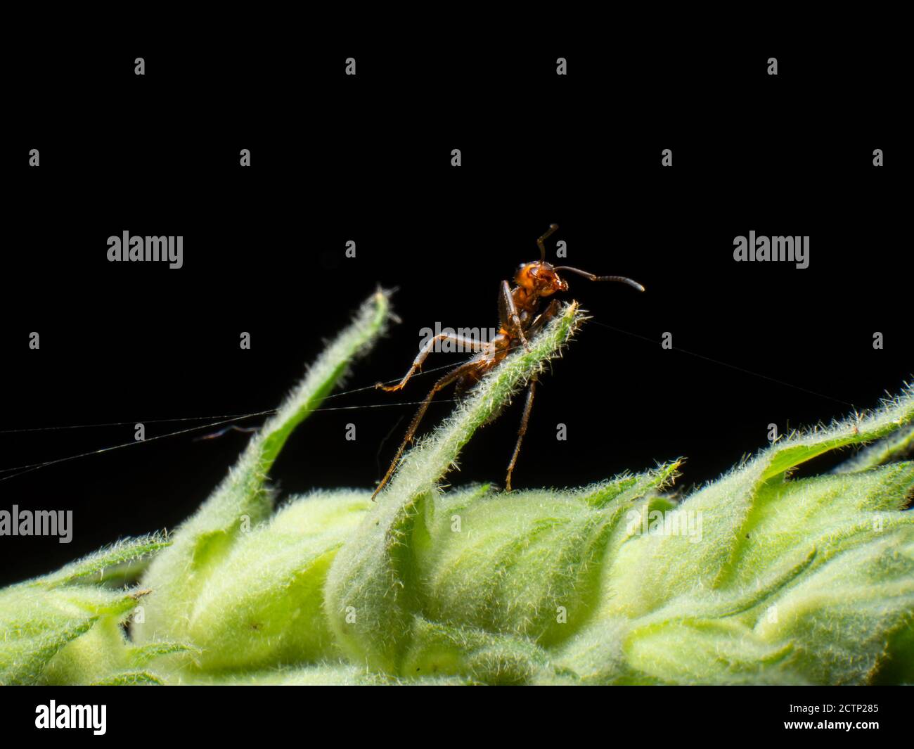 Ant duro lavoro da vicino Foto Stock