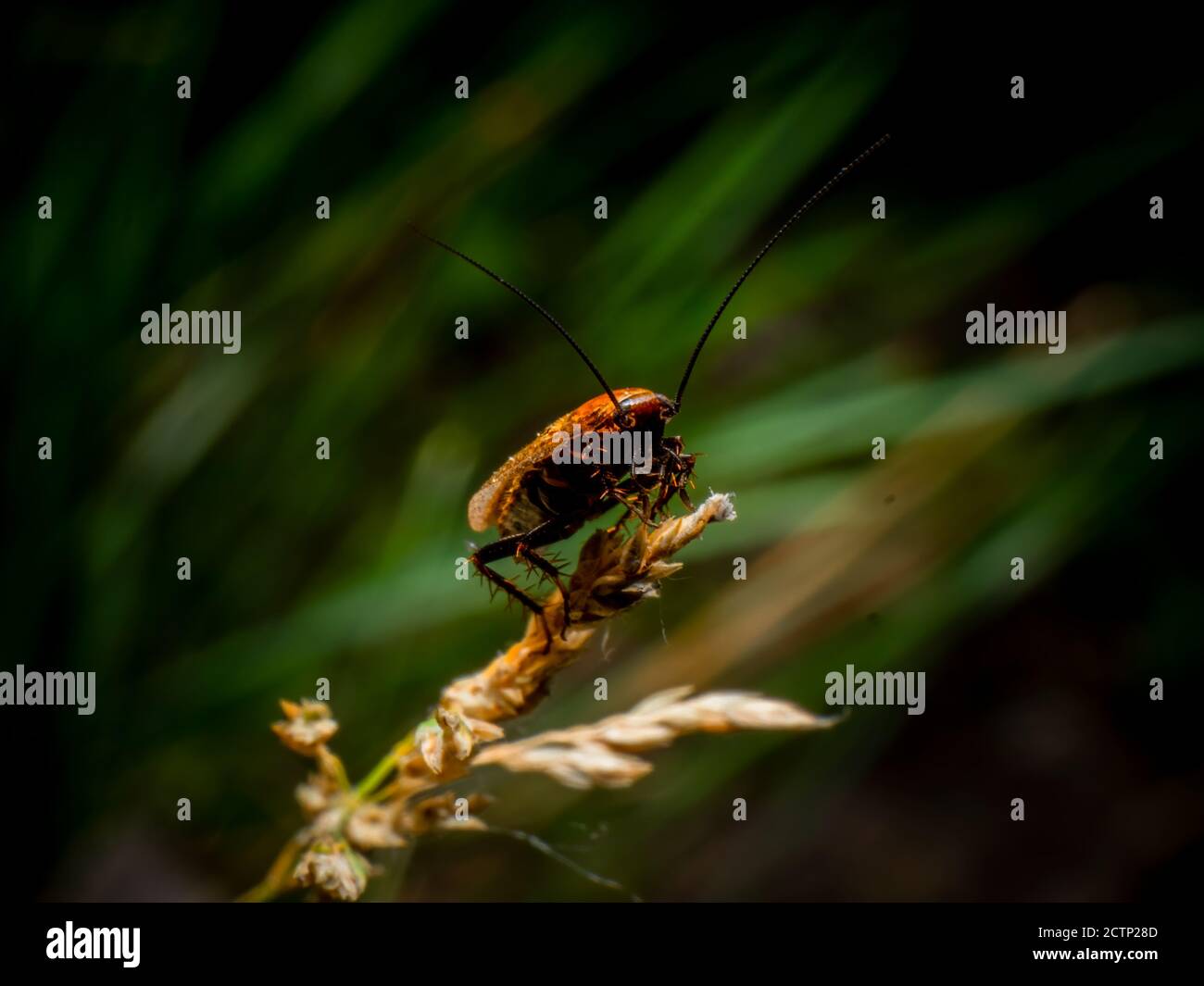 Insetto su ramo asciutto vicino Foto Stock