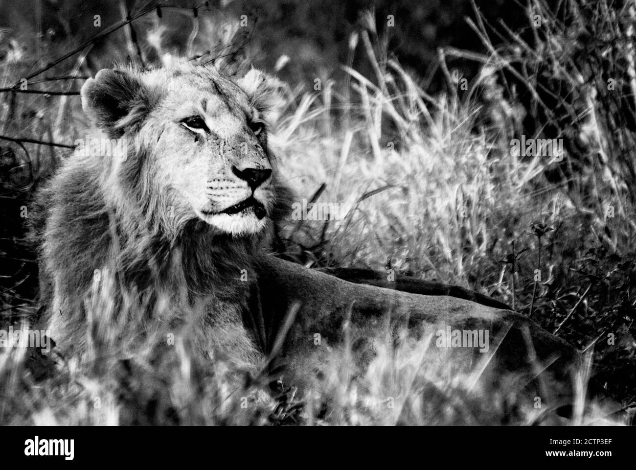 leone in ambiente naturale, sbadigli e bing pigro godendo la giornata Foto Stock