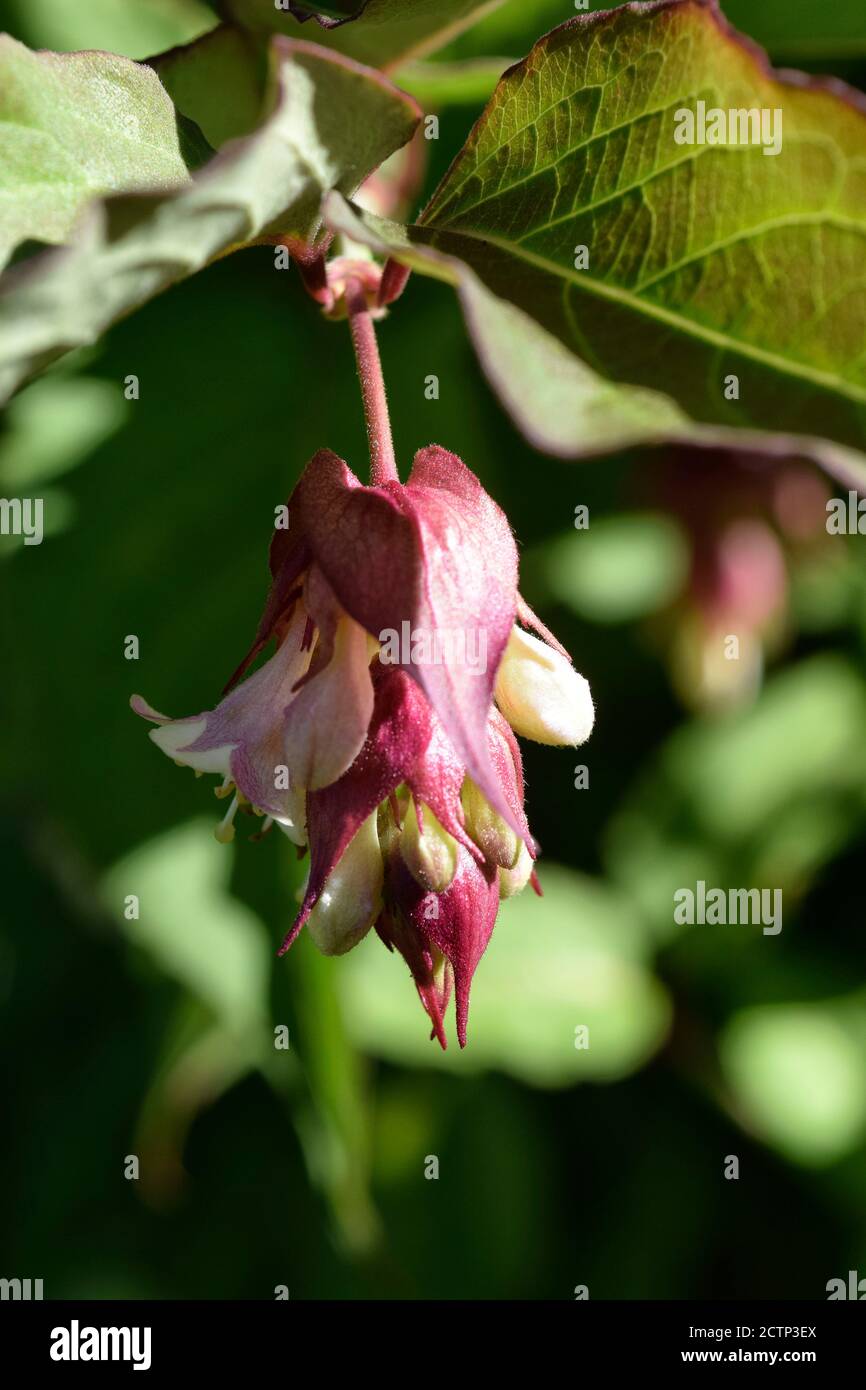 Leycesteria formosa, nido d'ape himalayano Foto Stock