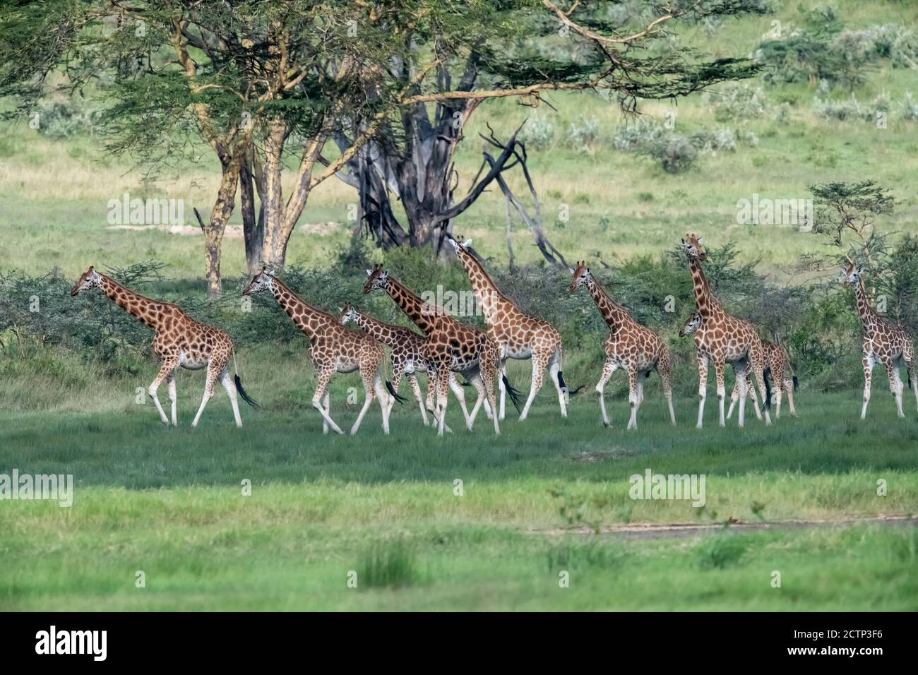 Giraffe reticolate (Giraffa camelopardalis reticulata) Foto Stock