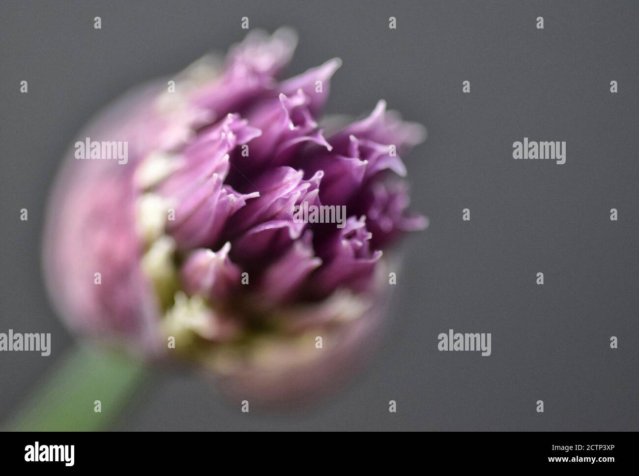 Apertura fiore di erba cipollina, Allium schoenoprasum Foto Stock