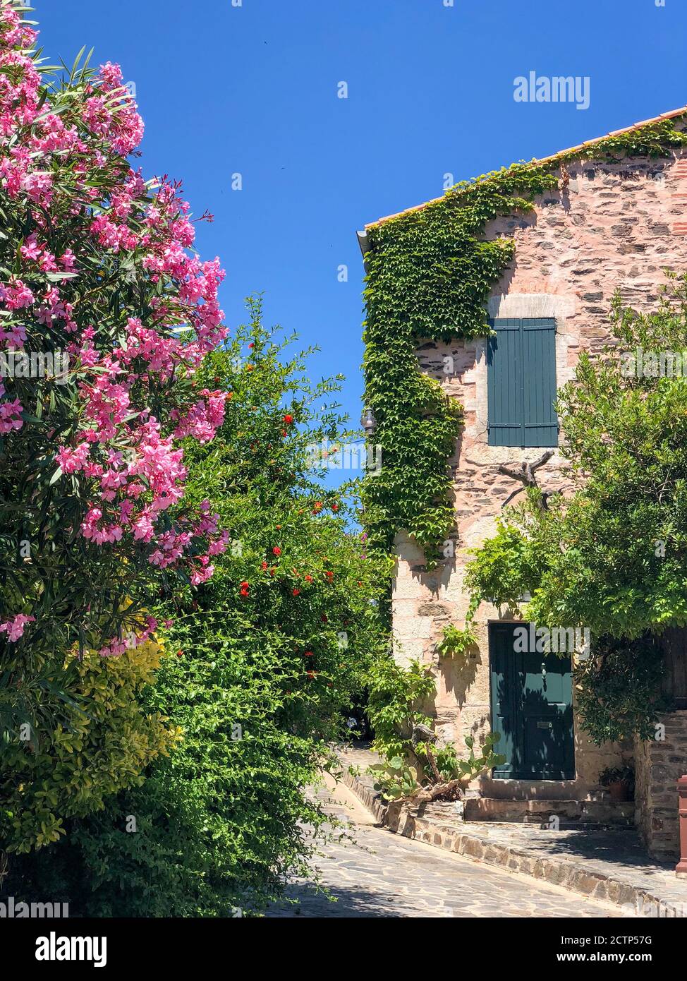 Vecchio edificio in pietra coperto di edera, su una piccola strada nel centro storico di Collioure Francia. In primo piano sono i fiori rosa. Foto Stock