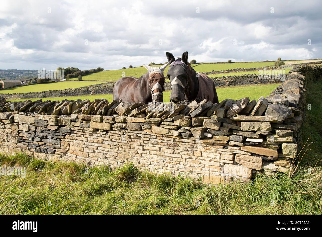 Due cavalli che indossano reti a mosca sulla loro testa per la protezione del viso guardando su un muro di pietra a secco in un campo di agricoltori a Huddersfield, Inghilterra Regno Unito Foto Stock