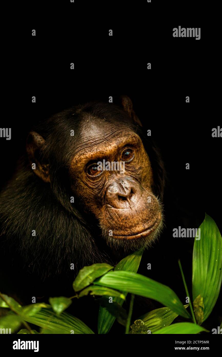 Ritratto di un Chimpanzee comune ( Pan troglodytes schweinfurtii), Parco Nazionale della Foresta di Kibale, Montagne di Rwenzori, Uganda. Foto Stock