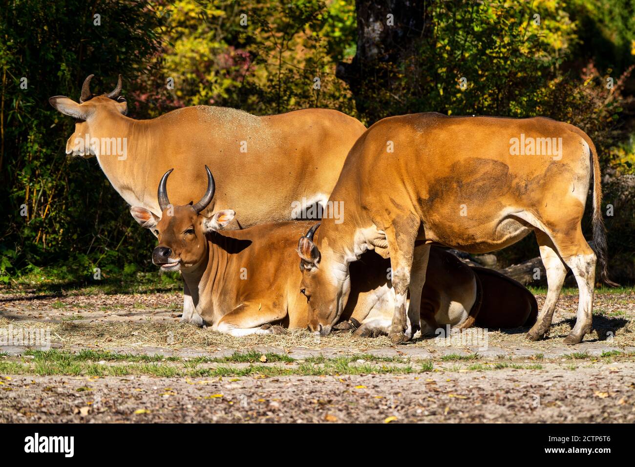 Banteng, Bos javanicus o Red Bull è un tipo di bovino selvatico ma non ci sono caratteristiche chiave che sono diversi dal bestiame e bison è: un bianco Foto Stock