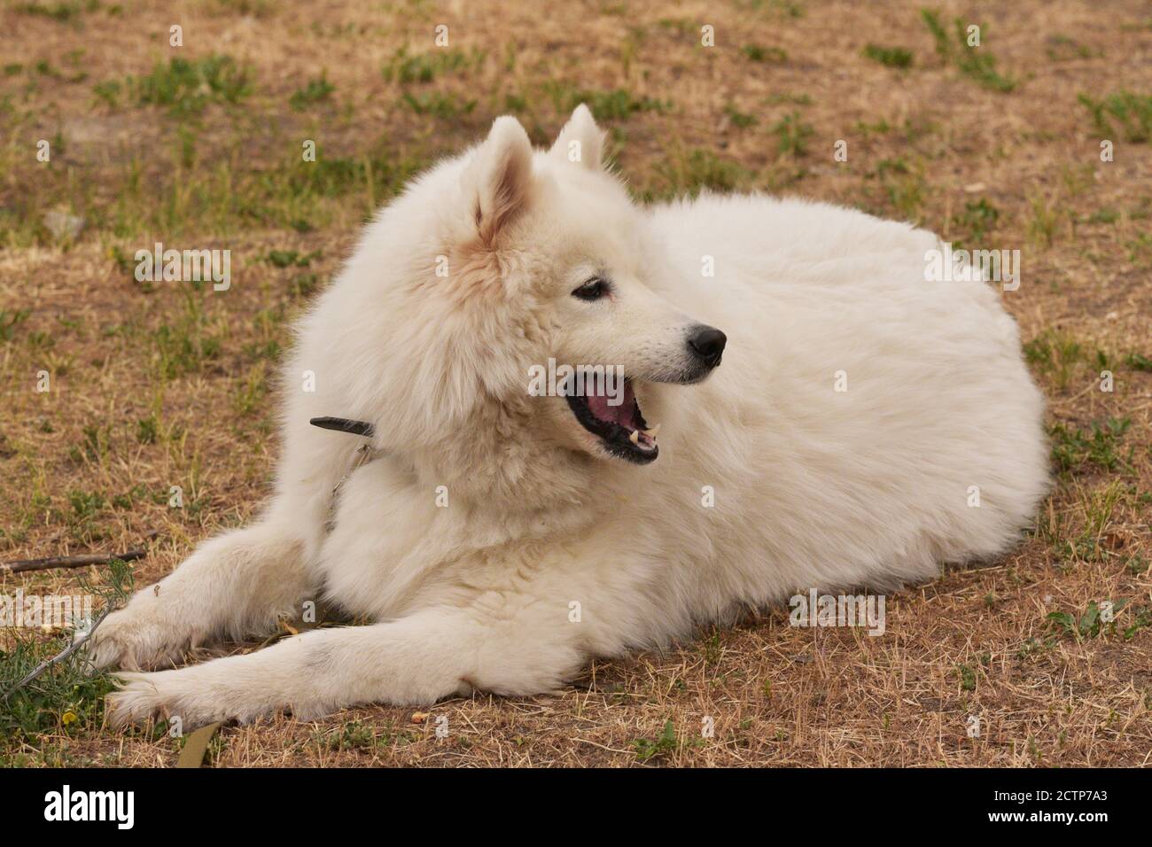 Funny Young Happy sorridente cane Samoyed Bianco, Outdoor in Prato. Animali domestici all'aperto. Il cane giace sull'erba. Cane bianco Foto Stock