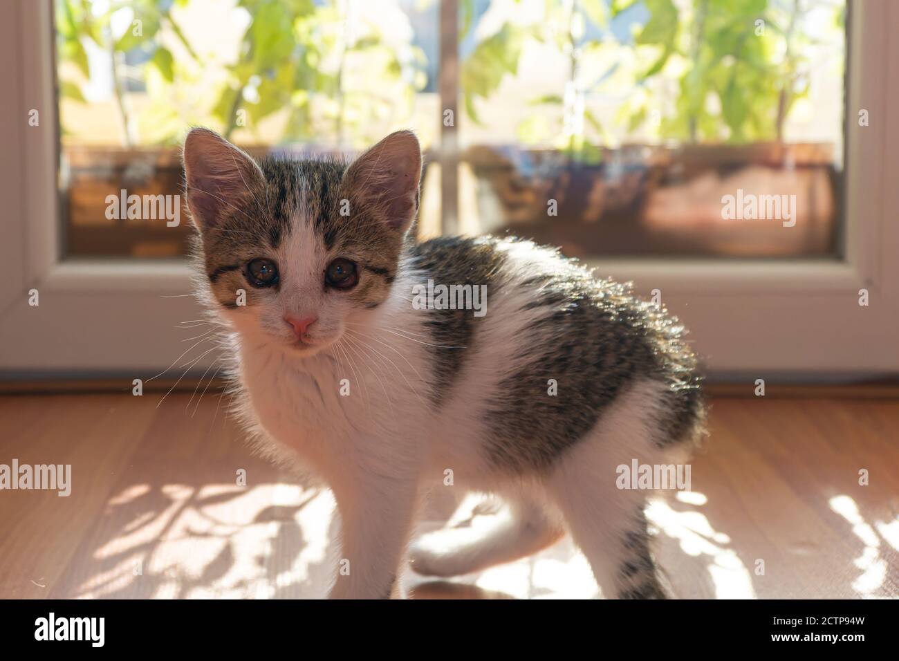 Cute Kitten con occhi infetti Foto Stock