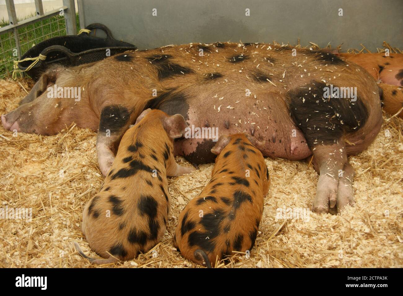 Suzione di maialini sabbiosi e neri. Foto Stock