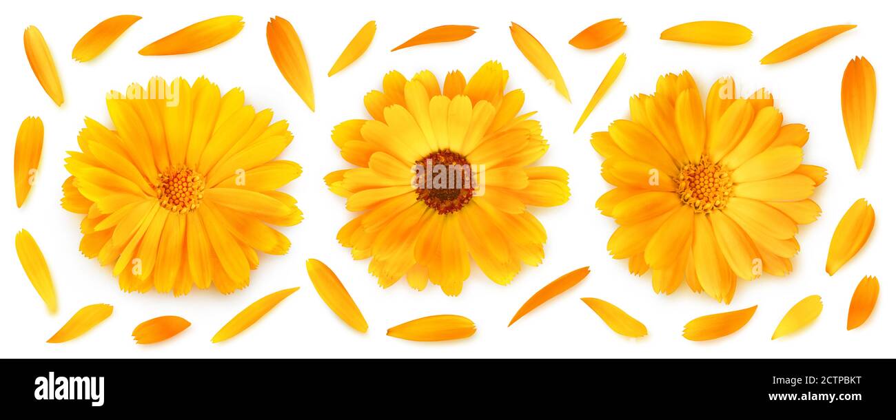 Tre teste di fiore di calendula (marigold) in una fila e petali isolato su sfondo bianco Foto Stock