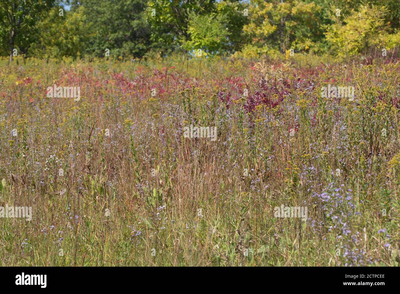Colori autunnali di fiori selvatici, foglie e erbacce, in Chanhassen, Minnesota, Stati Uniti. Foto Stock