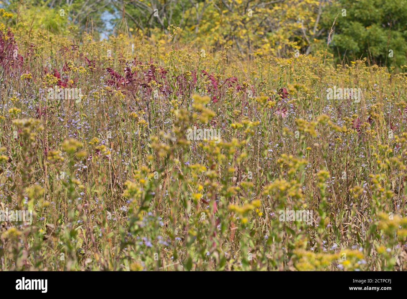 Colori autunnali di fiori selvatici, foglie e erbacce, in Chanhassen, Minnesota, Stati Uniti. Foto Stock