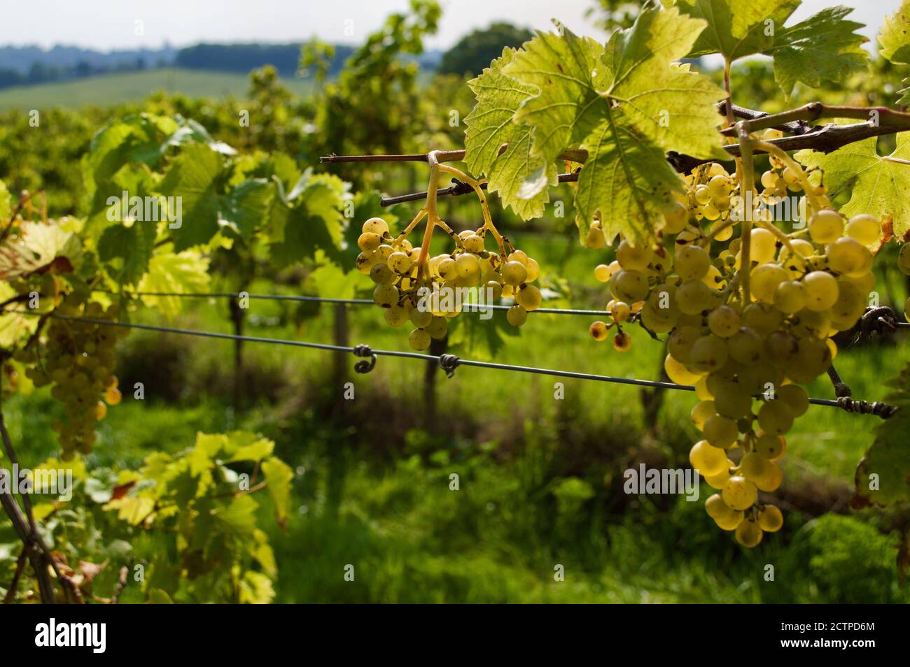 Vitigni presso la Denbies Vineyard Estate a Surrey, Regno Unito Foto Stock