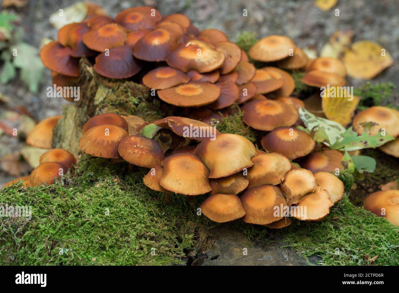 Hypholoma fasciculare, fungo di tufo di zolfo su fuoco selettivo di closeup di ceppo di albero Foto Stock
