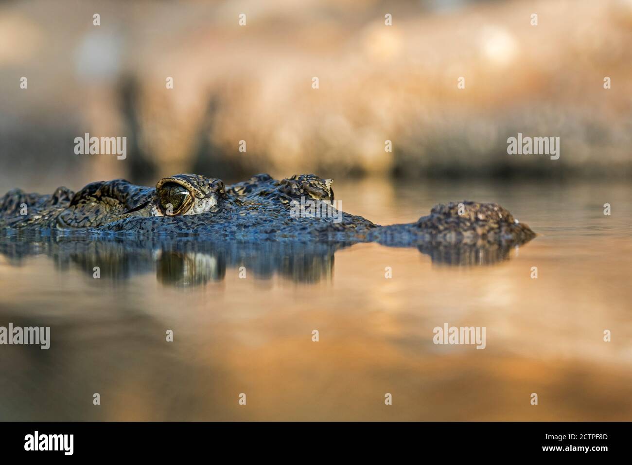Coccodrillo del Nilo (Crocodylus niloticus), primo piano della testa che mostra l'occhio con pupilla tagliata verticalmente mentre galleggia in acqua del lago, nativo in Africa Foto Stock