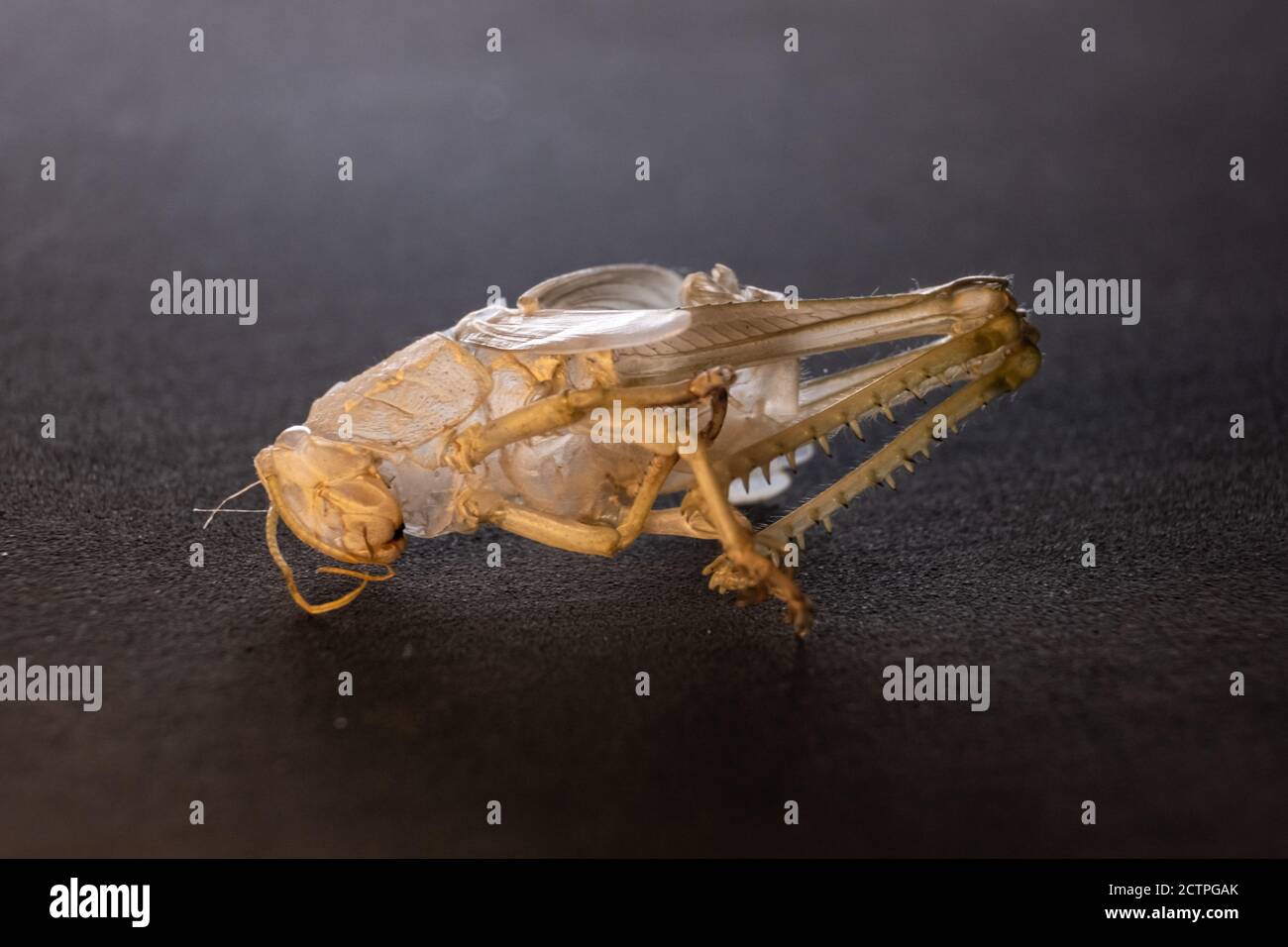 Grasshopper Shedding Macro su pure Black Foto Stock