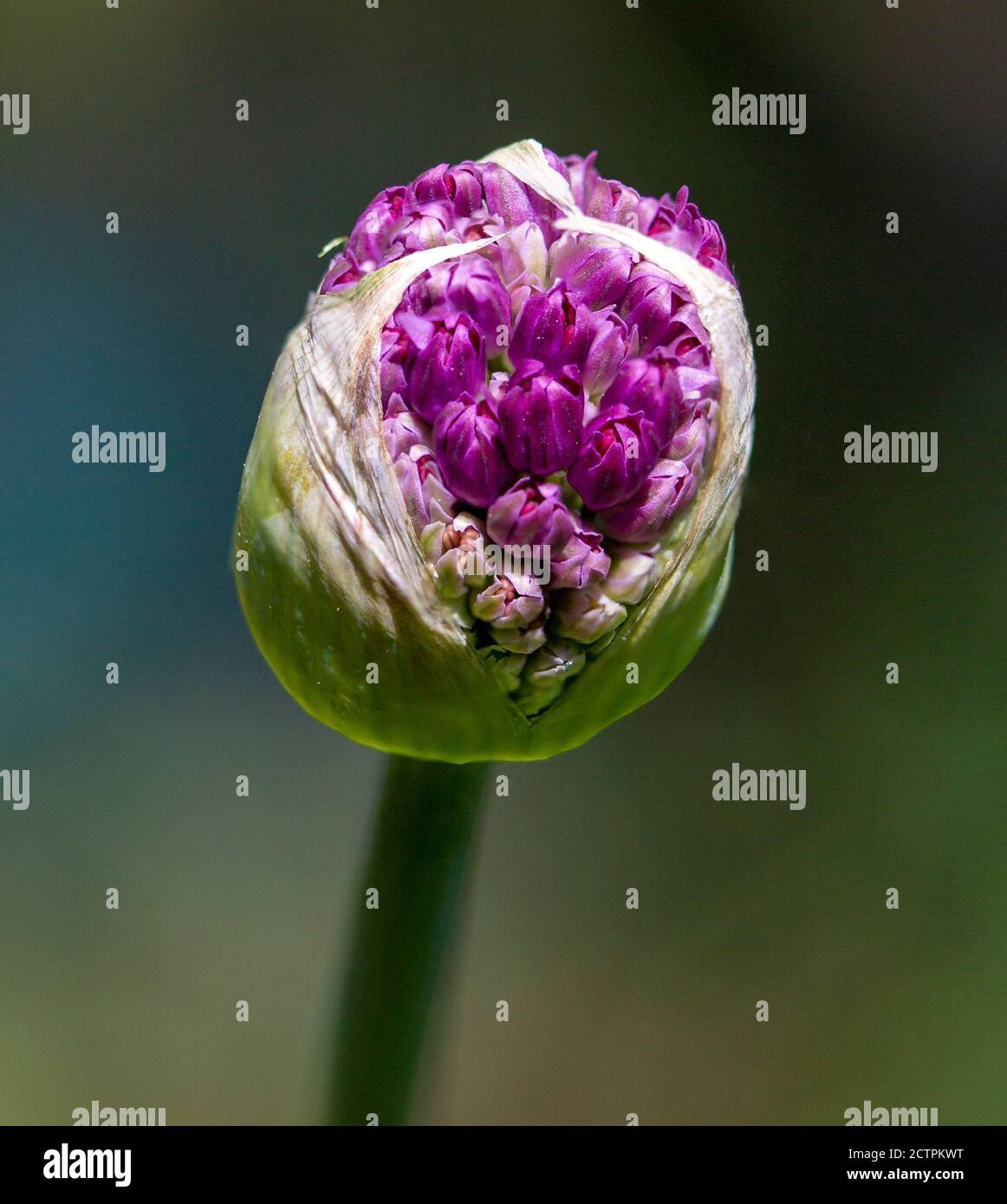 Allium Foto Stock