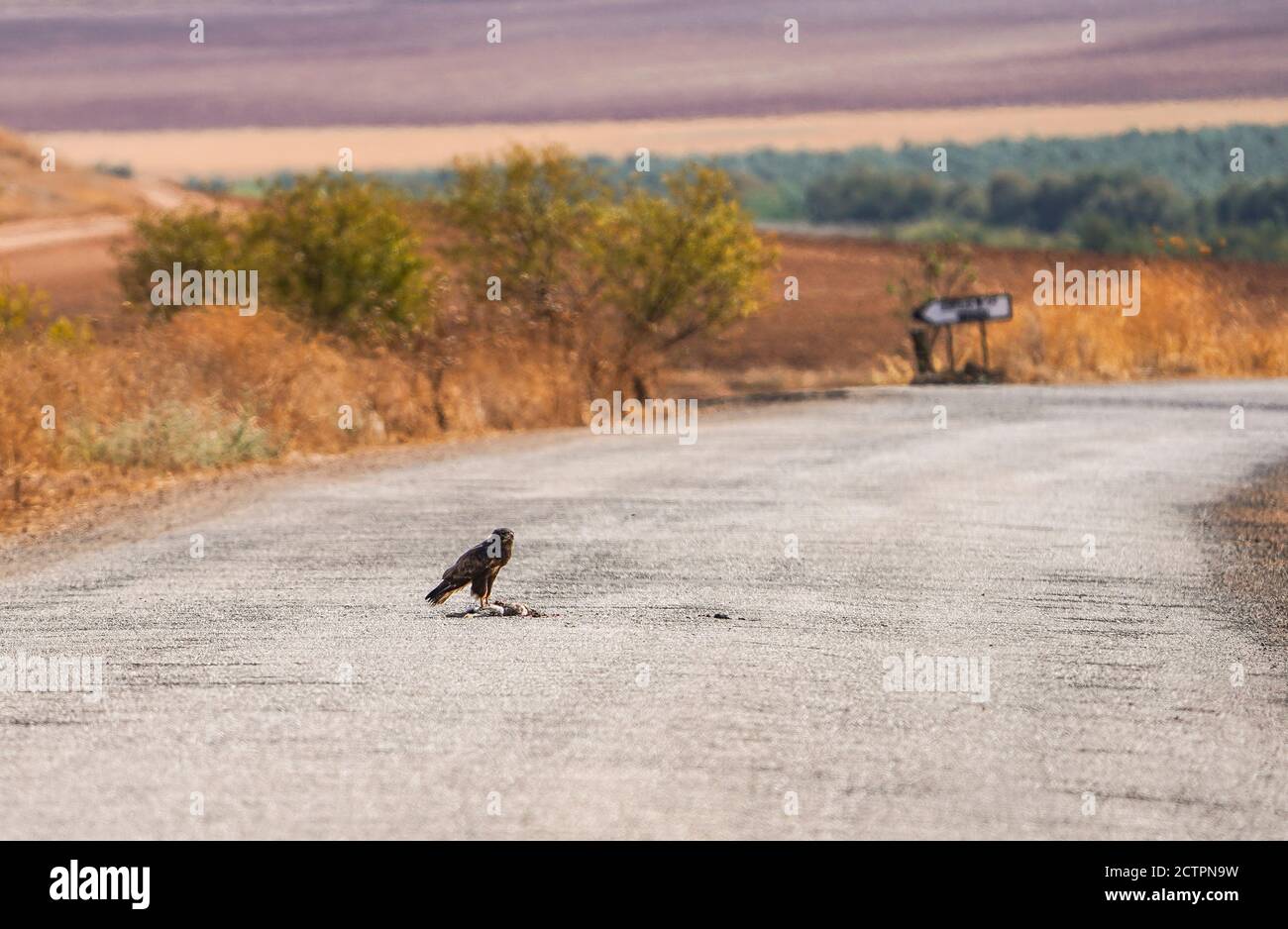Buzzard comune (Buteo buteo) che si nutrono di un coniglio morto, roadkill su una strada, Andalusia, Spagna. Foto Stock