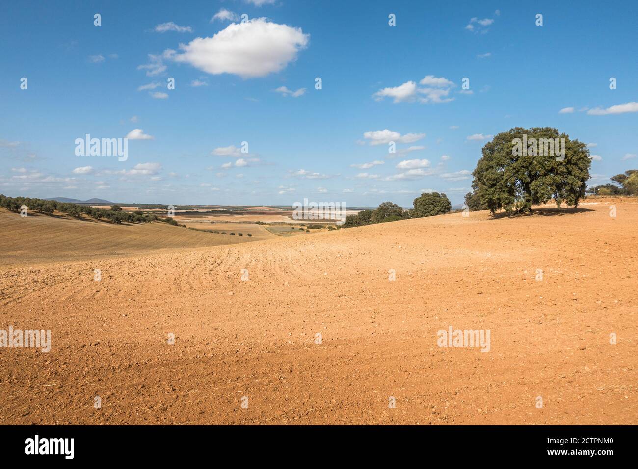 Un solo rovere agrifoglio, Quercus ilex, rovere sempreverde, o lecci in ...
