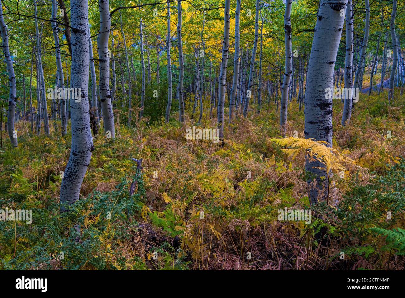 Sottili colori autunnali con Aspen e Western Bracken Fern. Foto Stock