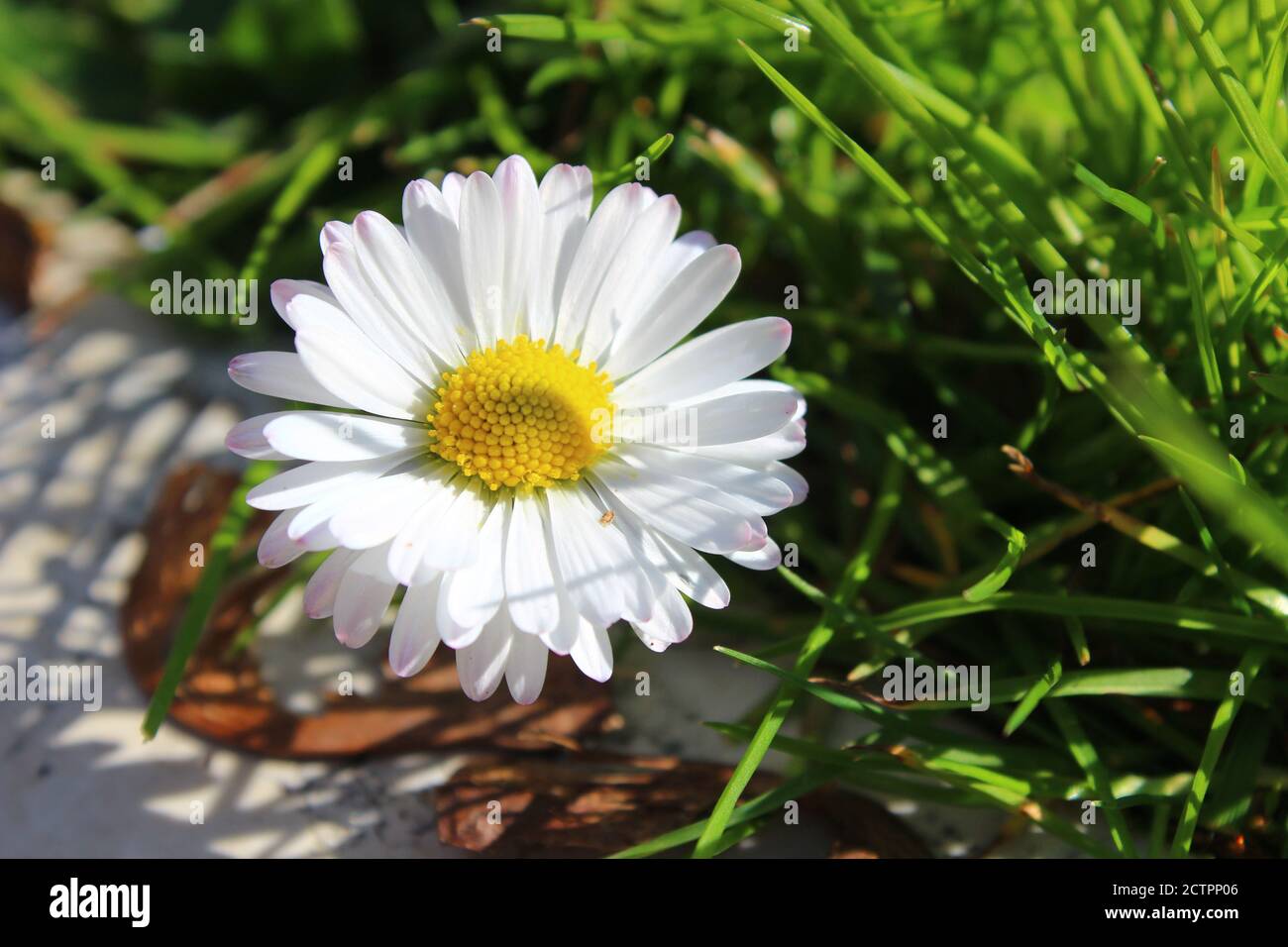 Bianco fiore a margherita Foto Stock