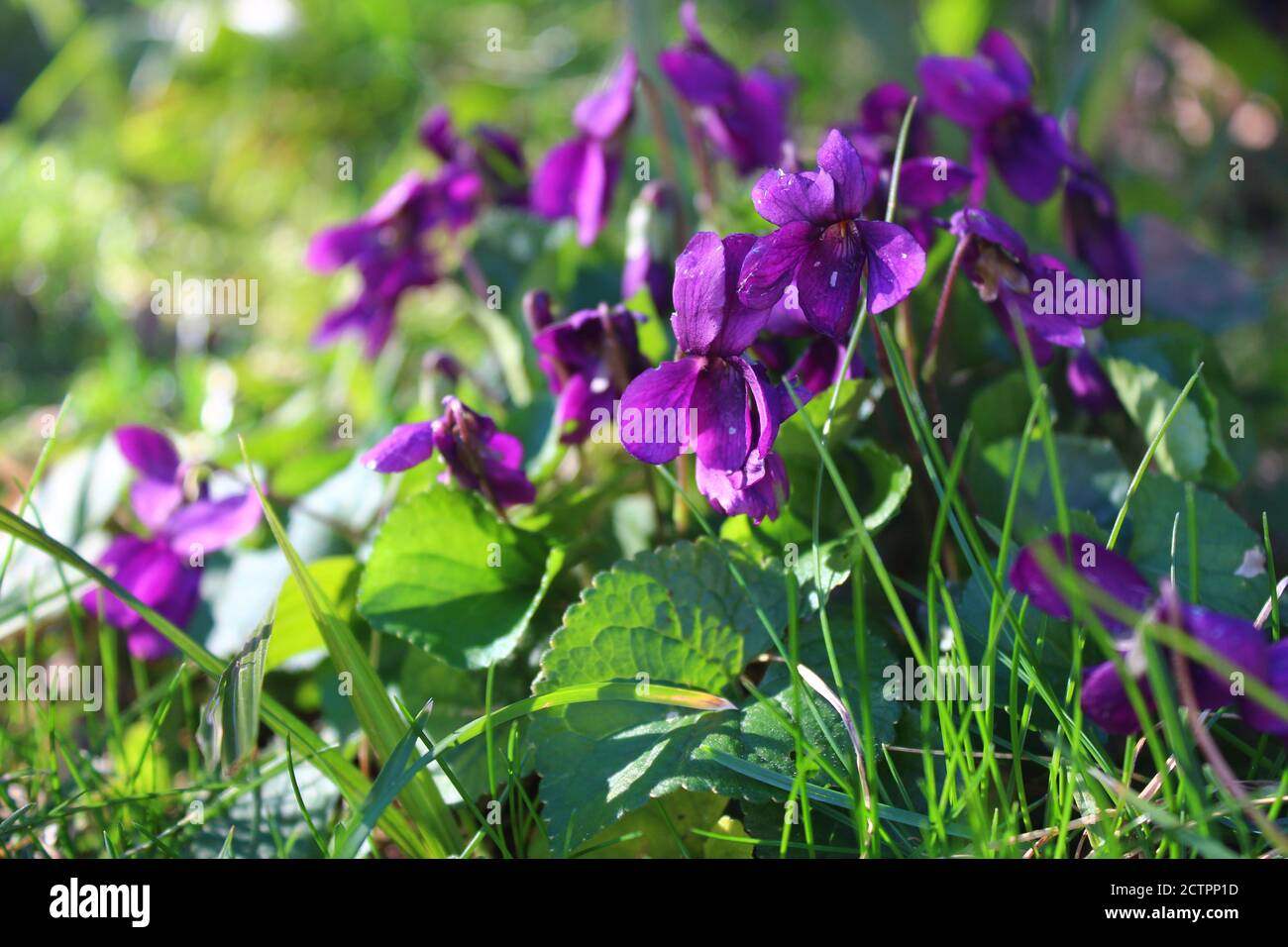 Fiori Viola in fiore nell'erba Foto Stock