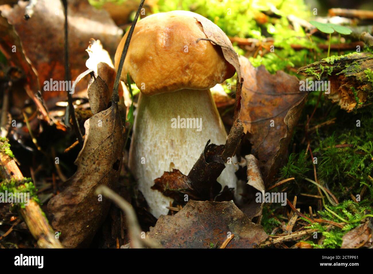 Funghi porcini nascosti dalle foglie in autunno Foto Stock