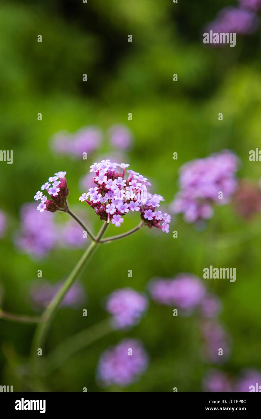 Verbena bonariensis fiore Foto Stock
