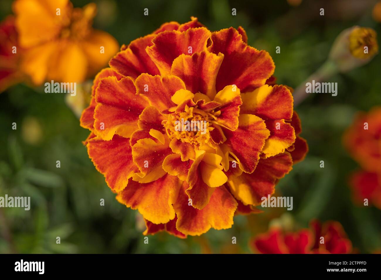 Patula di tagetes, nome comune marigola francese 'Honeycomb', con fiori completamente doppi, crestati e petali rosso mogano chiaro con bordo giallo scuro Foto Stock