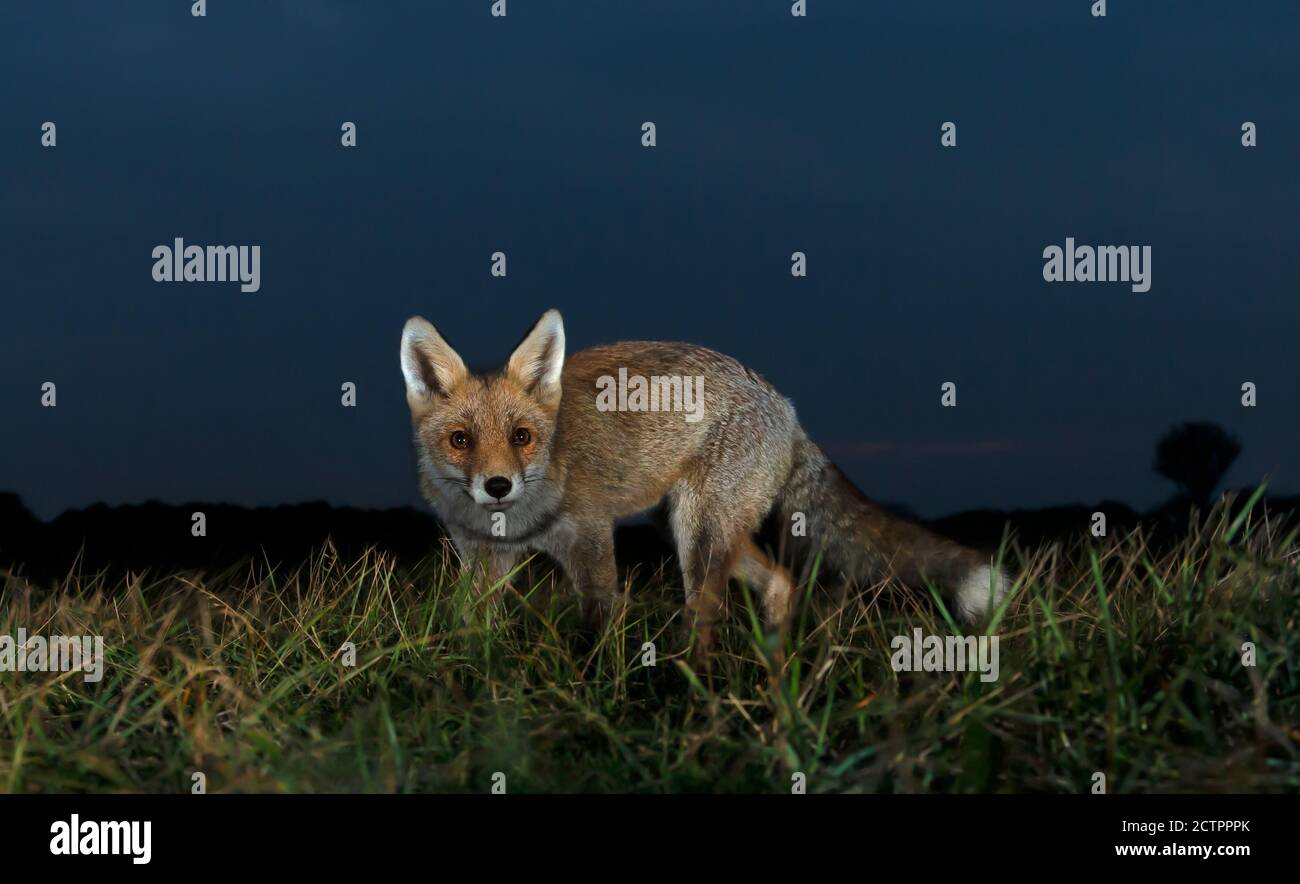 Primo piano di una giovane volpe rossa (vulpes vulpes) di notte. Foto Stock