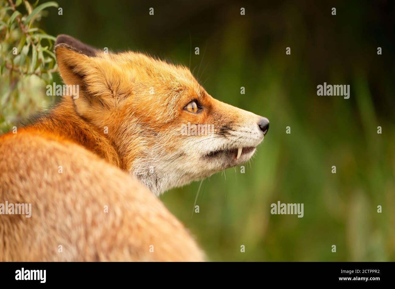 Ritratto di una volpe rossa (Vulpes vulpes) che mostra un dente. Foto Stock