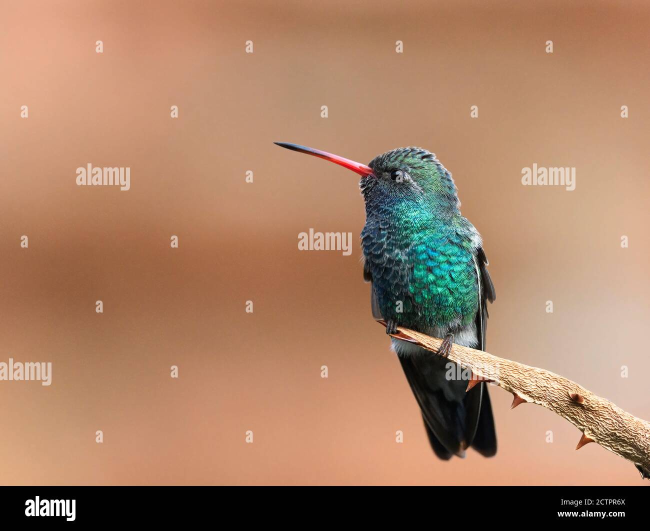 Colibrì a larghe bocche arroccato su sfondo pallido Foto Stock