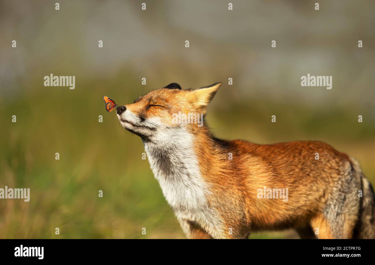 Ritratto di una volpe rossa (Vulpes vulpes) con una farfalla sul naso. Foto Stock