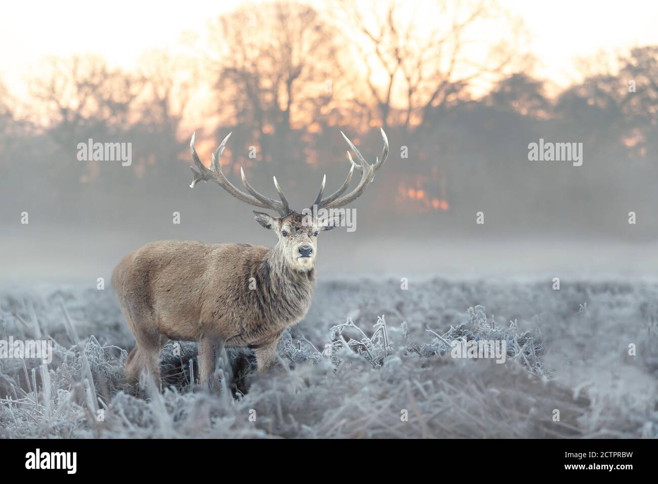 Primo piano di un cervo rosso in inverno alla luce del mattino. Foto Stock